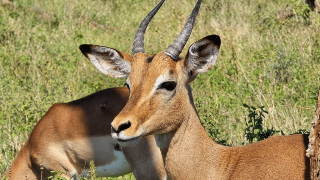 South Africa Unscripted