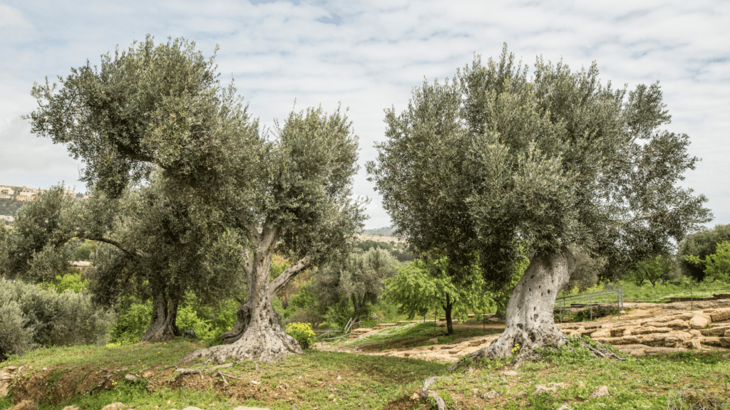 Centuries-old olive trees surrounding the peaceful Sicilian countryside estate.