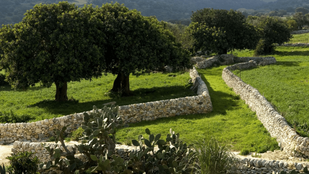 Ancient olive groves surrounding the private Sicily estate in the Sicilian Sunsets for charity auction