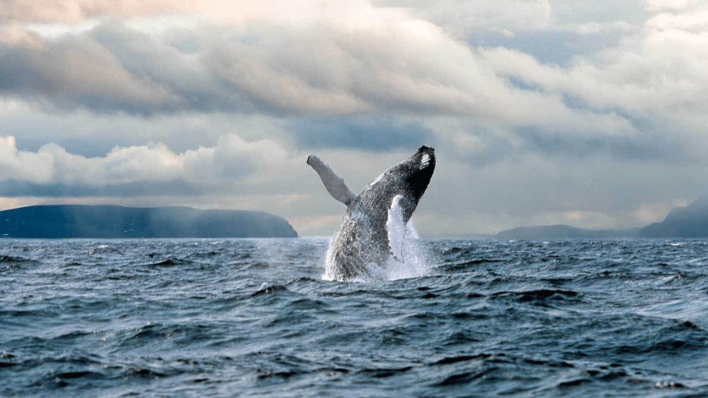 Atlantic Canada revealed an auction travel experience for non profit fundraiser