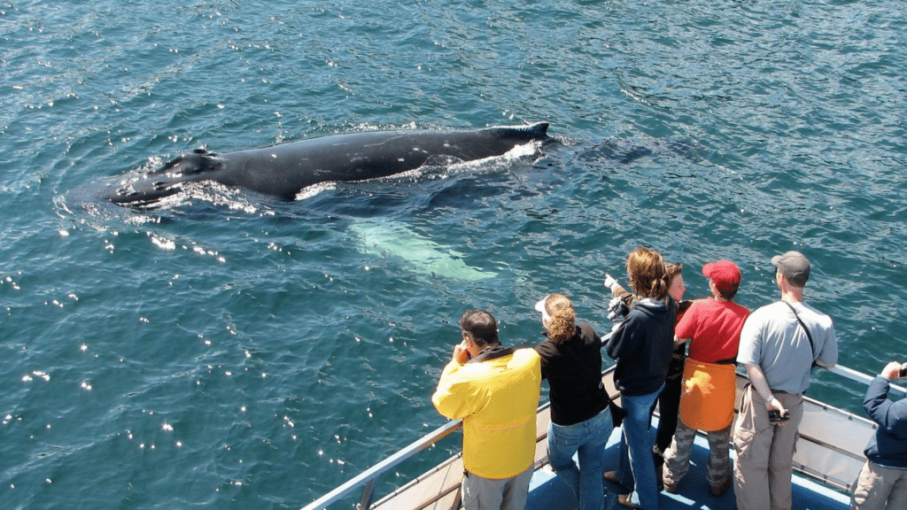 Guests observing a humpback whale during a guided wildlife cruise along Newfoundland's rugged coastline.
