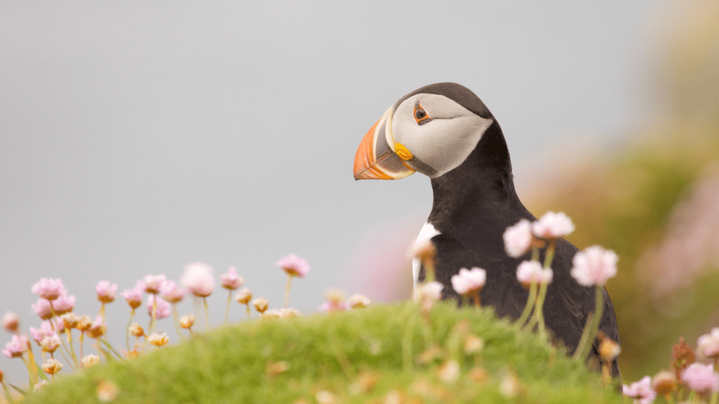 Atlantic puffin perched along Newfoundland's rugged coastline during an Iceberg Alley wildlife cruise.