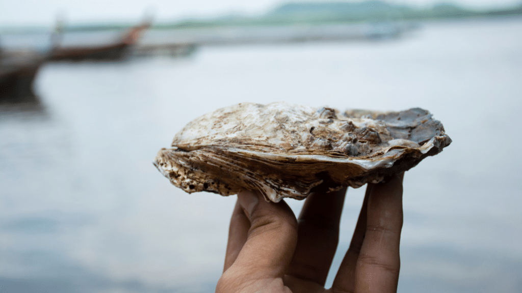 Fresh oyster harvested during the guided oyster farm experience in Prince Edward Island.