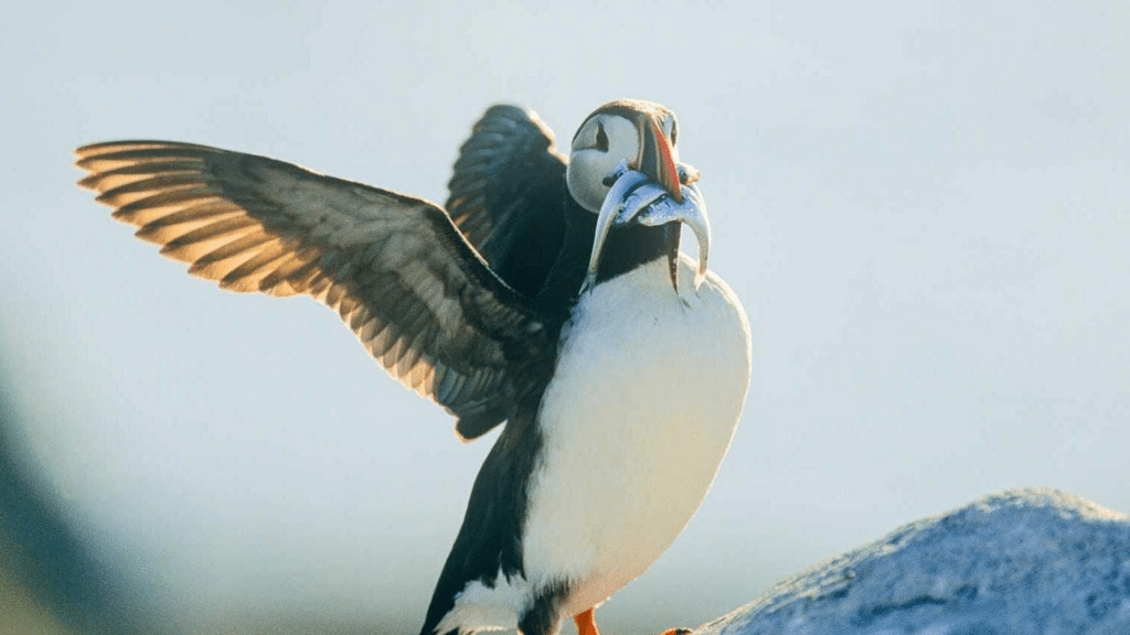 Atlantic puffin carrying fish along Newfoundland's scenic coastline during nesting season.