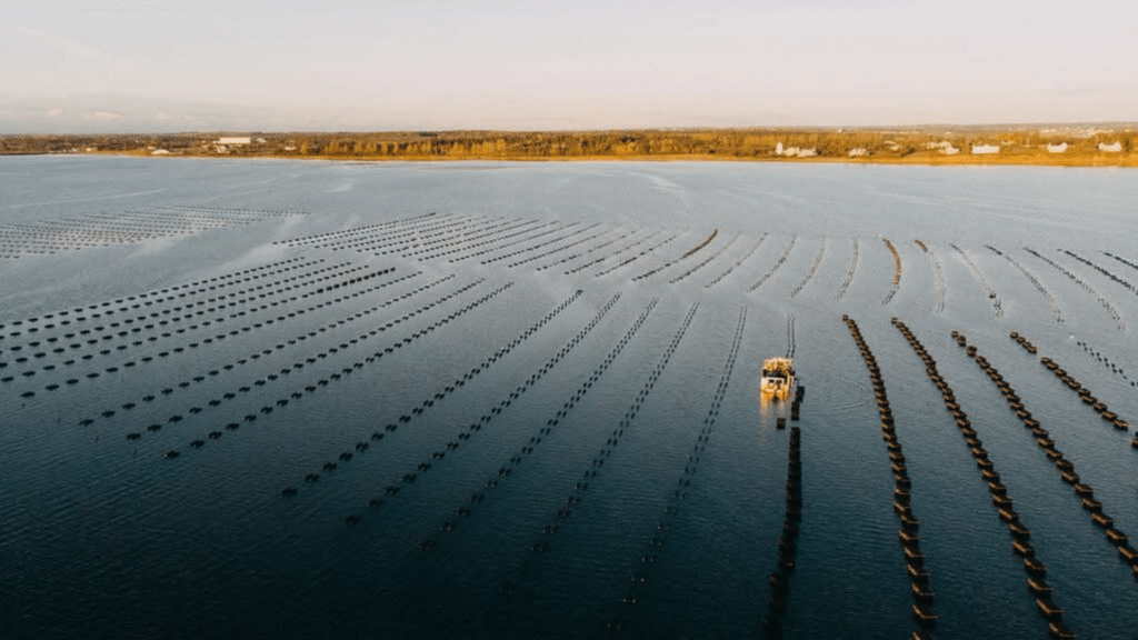 Aerial view of oyster farms in Prince Edward Island, known for its celebrated seafood traditions.