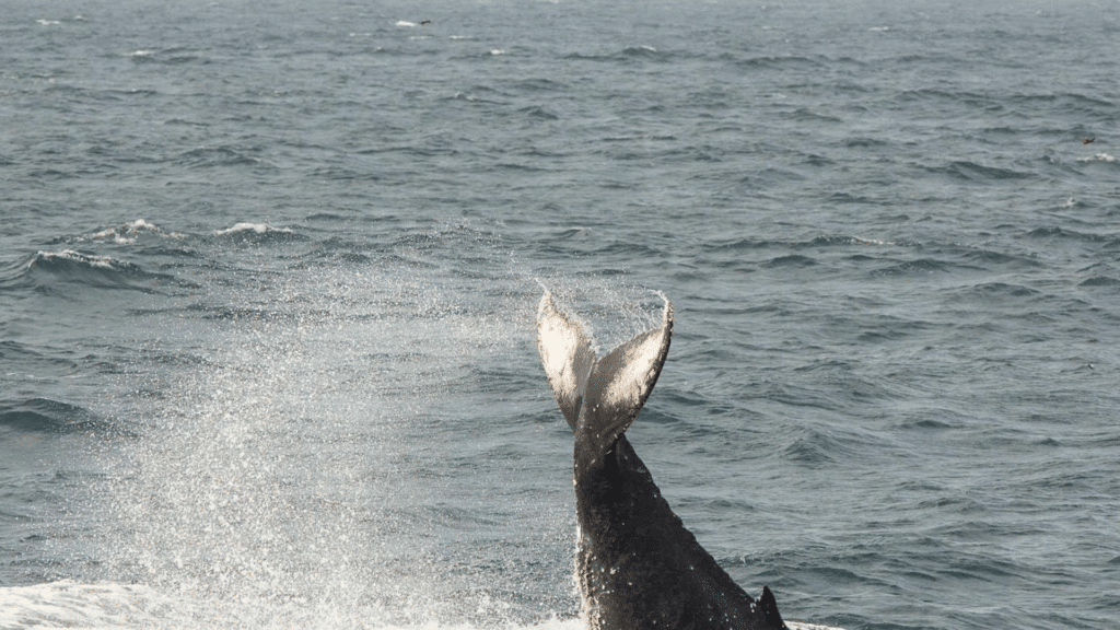 Humpback whale diving during a wildlife cruise in Newfoundland's famous Iceberg Alley.