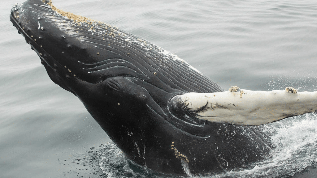 Humpback whale surfacing during an unforgettable whale-watching excursion off Newfoundland's coastline.