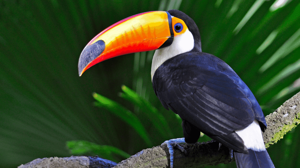 Colorful toucan perched among tropical foliage